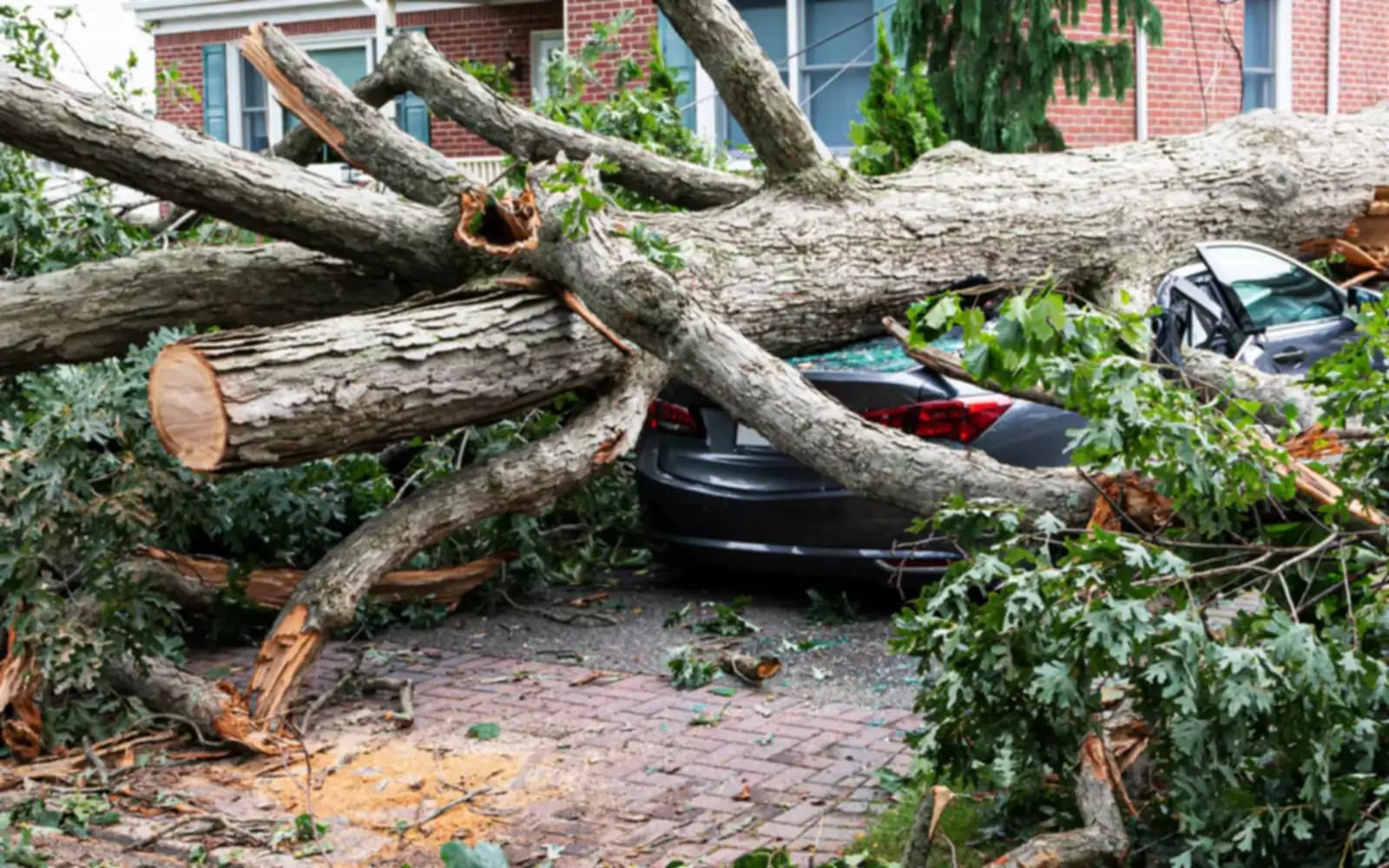 A Tree Fell on My Car: Claim It or Sell It? — New York A Tree Fell on My Car: Claim It or Sell It? — New York